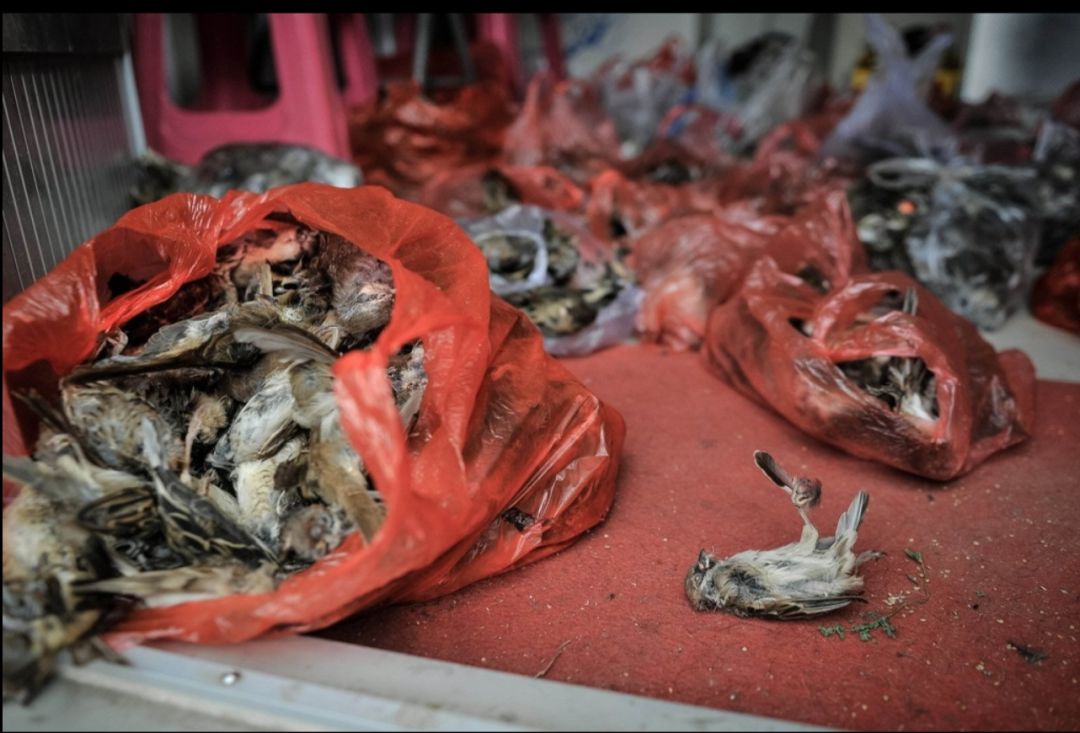 震惊世界！武汉华南海鲜市场罕见照片